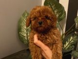 Birbirinden Sevimli Poodle Yavrularımız
