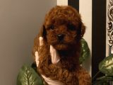 Muhteşem Kalite Poodle Bebekler