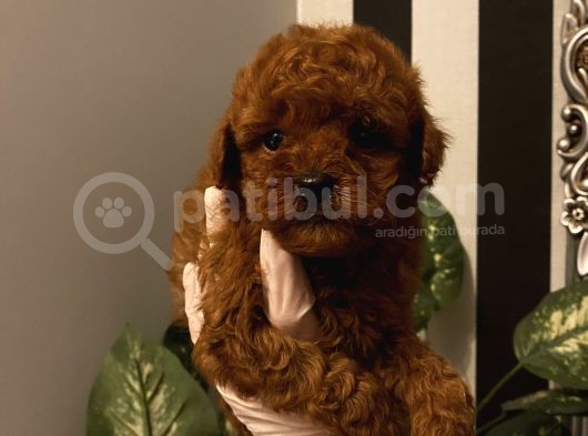 Muhteşem Kalite Poodle Bebekler görsel