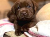 Show Güzelli̇kte Labrador Retriever Bebekler