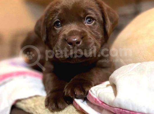 Show Güzelli̇kte Labrador Retriever Bebekler görsel