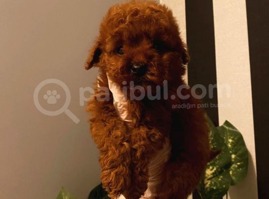Red Brown Yavrular