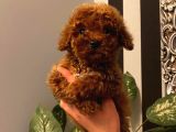 Oyuncu Toy Poodle Yavrular