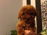 Oyuncu Toy Poodle Yavrular