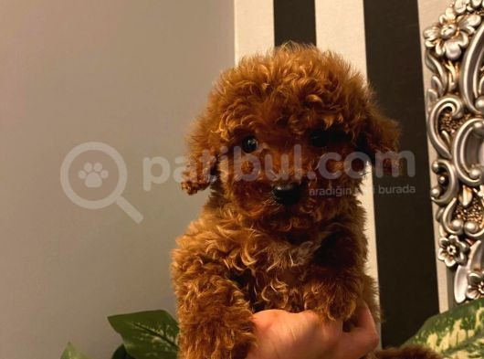 Oyuncu Toy Poodle Yavrular