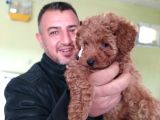 Saf-Kan Toy Poodle Yavruları Burkem,Den