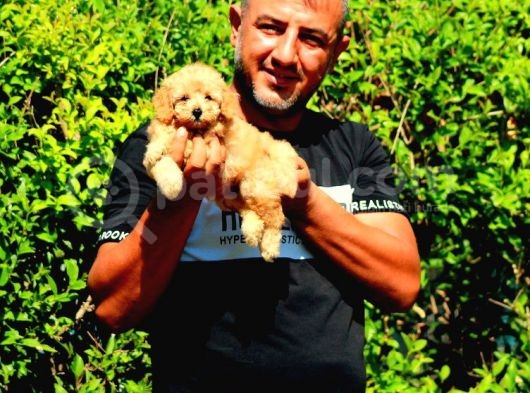 Saf-Kan Toy Poodle Yavruları Burkem,Den görsel
