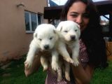 Saf-Kan Samoyed  Yavruları Burkem,Den