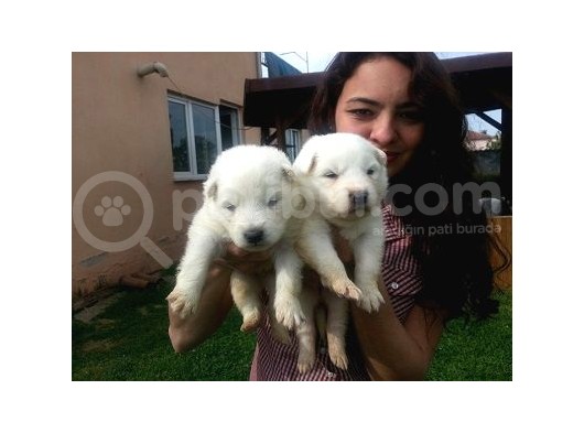Saf-Kan Samoyed  Yavruları Burkem,Den görsel