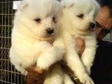 Saf-Kan Samoyed  Yavruları Burkem,Den