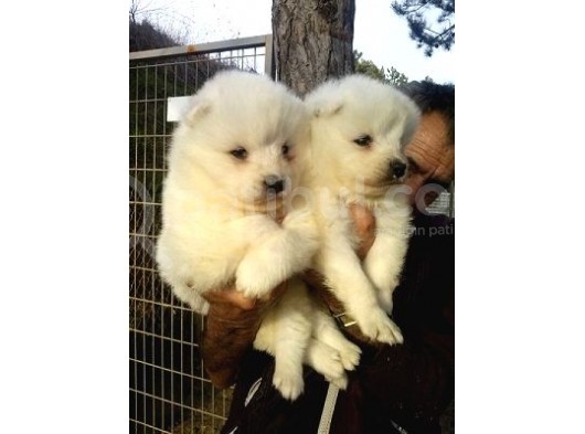 Saf-Kan Samoyed  Yavruları Burkem,Den görsel