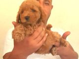 Saf-Kan Toy Poodle Yavruları Burkem,Den