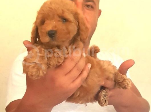 Saf-Kan Toy Poodle Yavruları Burkem,Den görsel