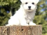 Teacup Maltese Terri̇er Bebekler