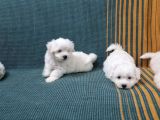 Maltese Terrier Yavrularımız