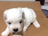 Maltese Terrier Yavrularımız