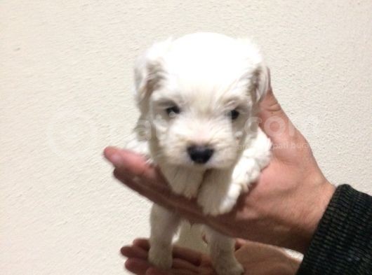 Maltese Terrier Yavrularımız görsel