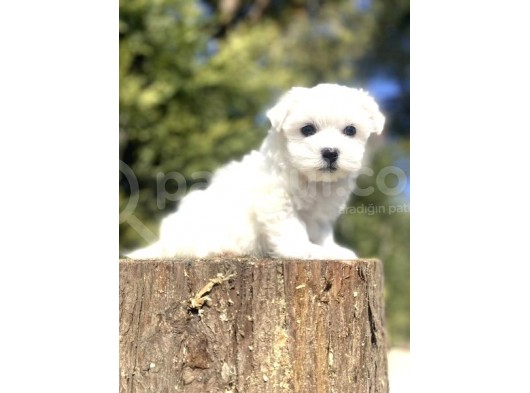Teacup Maltese Terri̇er Bebekler