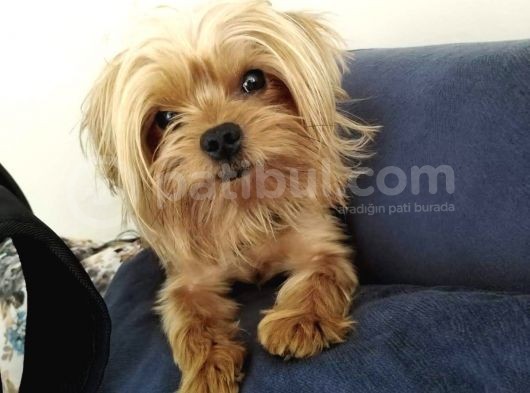 Morkie Cinsi Yavrular 
