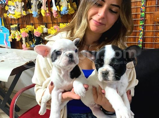 French Bulldog Üst Kali̇te Bebekler görsel