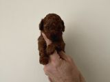 Irk Ve Sağlık Garantili Red Toy Poodle Yavrulari