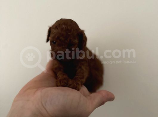 Irk Ve Sağlık Garantili Red Toy Poodle Yavrulari
