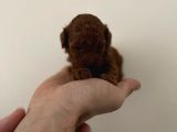 Irk Ve Sağlık Garantili Red Toy Poodle Yavrulari