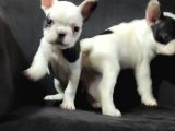 French Bulldog Üst Kali̇te Bebekler