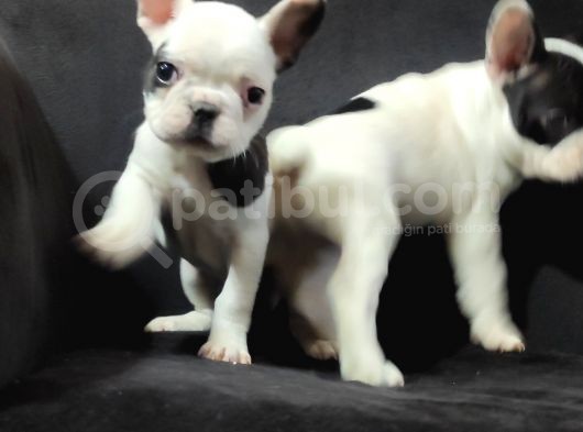 French Bulldog Üst Kali̇te Bebekler görsel