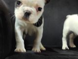French Bulldog Üst Kali̇te Bebekler