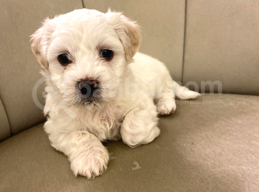 Maltes Terrier Yavrulari Orjinal görsel