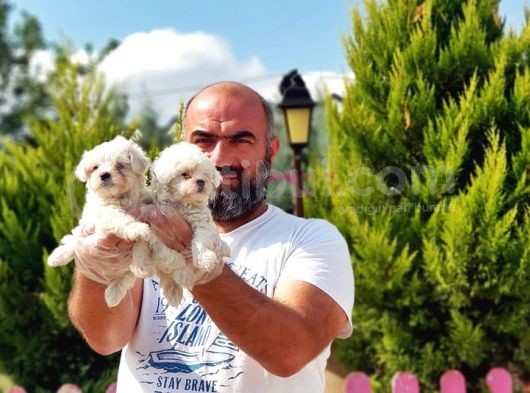 Irk Ve Sağlik Garanti̇si̇ İle Maltese Terri̇er Yavrular görsel