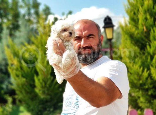 Irk Ve Sağlik Garanti̇si̇ İle Maltese Terri̇er Yavrular görsel