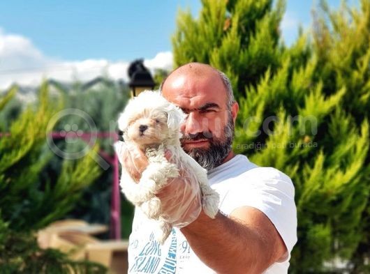 Irk Ve Sağlik Garanti̇si̇ İle Maltese Terri̇er Yavrular görsel