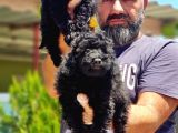 Resmi̇ Üreti̇ci̇den Si̇yah Toy Poodle Yavrular