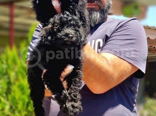Resmi̇ Üreti̇ci̇den Si̇yah Toy Poodle Yavrular görsel