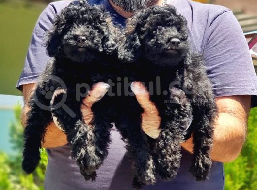 Resmi̇ Üreti̇ci̇den Si̇yah Toy Poodle Yavrular
