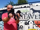 Si̇yah Toy Poodle Yavrusu