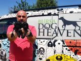 Si̇yah Toy Poodle Yavrusu