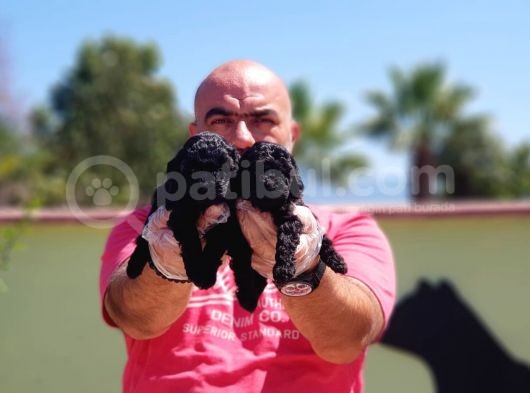 Si̇yah Toy Poodle Yavrusu görsel