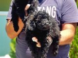 Resmi̇ Üreti̇ci̇den Si̇yah Toy Poodle Yavrular