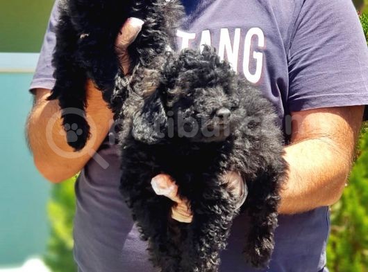 Resmi̇ Üreti̇ci̇den Si̇yah Toy Poodle Yavrular görsel