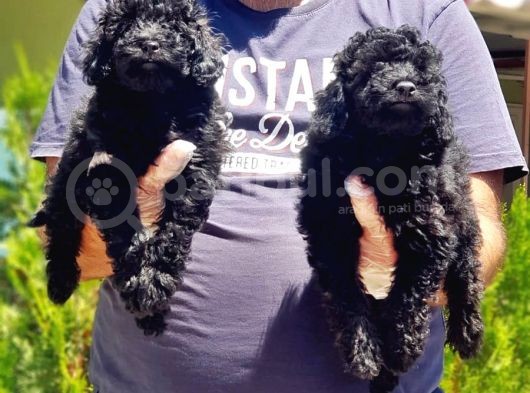 Resmi̇ Üreti̇ci̇den Si̇yah Toy Poodle Yavrular görsel