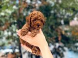 Anne Altından Red Brown Toy Poodle Yavrular