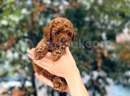 Anne Altından Red Brown Toy Poodle Yavrular görsel