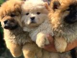 Pofi̇di̇k Chow Chow Yavrulari