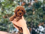 Anne Altından Red Brown Toy Poodle Yavrular