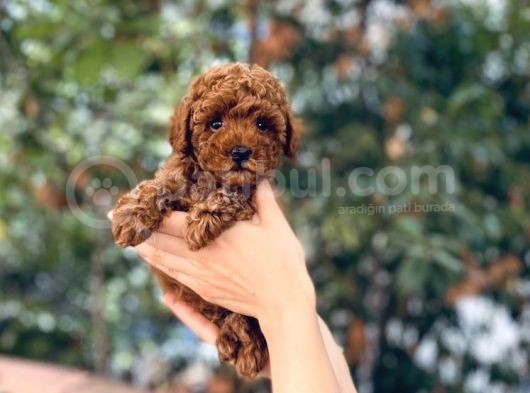 Anne Altından Red Brown Toy Poodle Yavrular