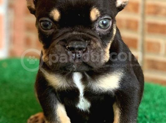 Safkan French Bulldog Black Tan Erkek Yavrumuz görsel