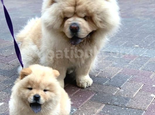 Chow Chow Yavruları görsel